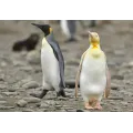 PINGUINO